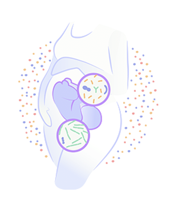 pregnancy_microbiome.png